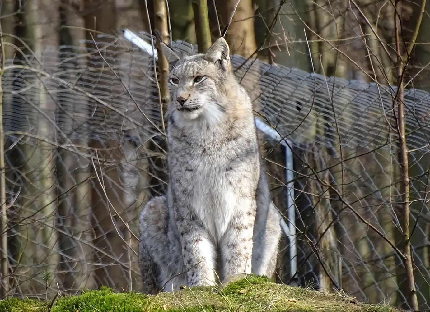 西藏老漢收留猞猁幼崽,養大後送回動物園,1年後相見猞猁激動流淚_羅成