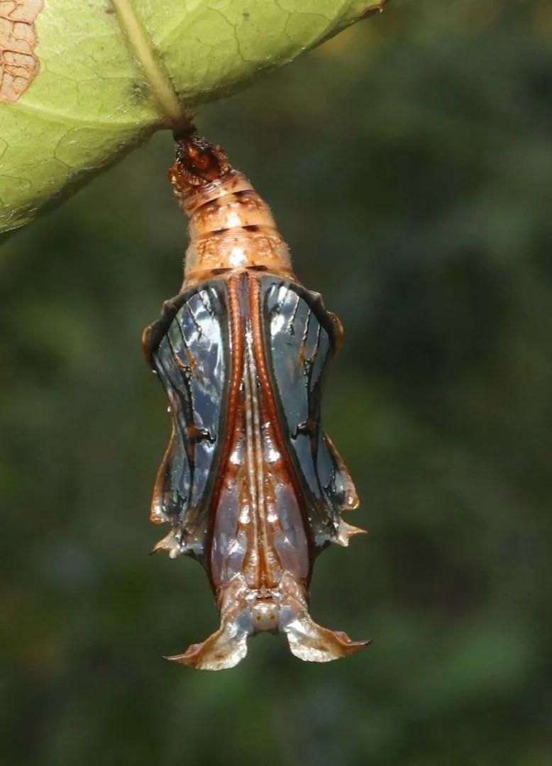 每日欣赏动物,昆虫_幼虫_黄蝶_夜蛾