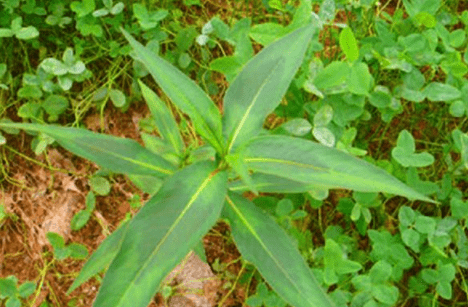 兔子奶野菜的功效图片