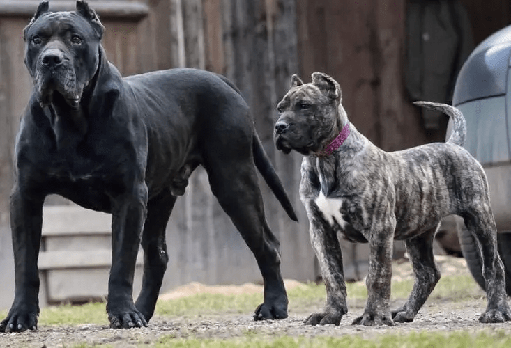 Ⅰ 比特犬比特犬可是一种专门为斗狗而生的具有强大的攻击性的凶猛