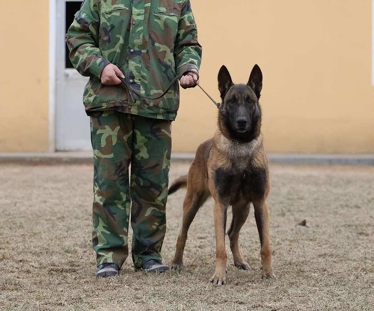 原創為何馬犬能取代德牧成為警犬之王它憑什麼