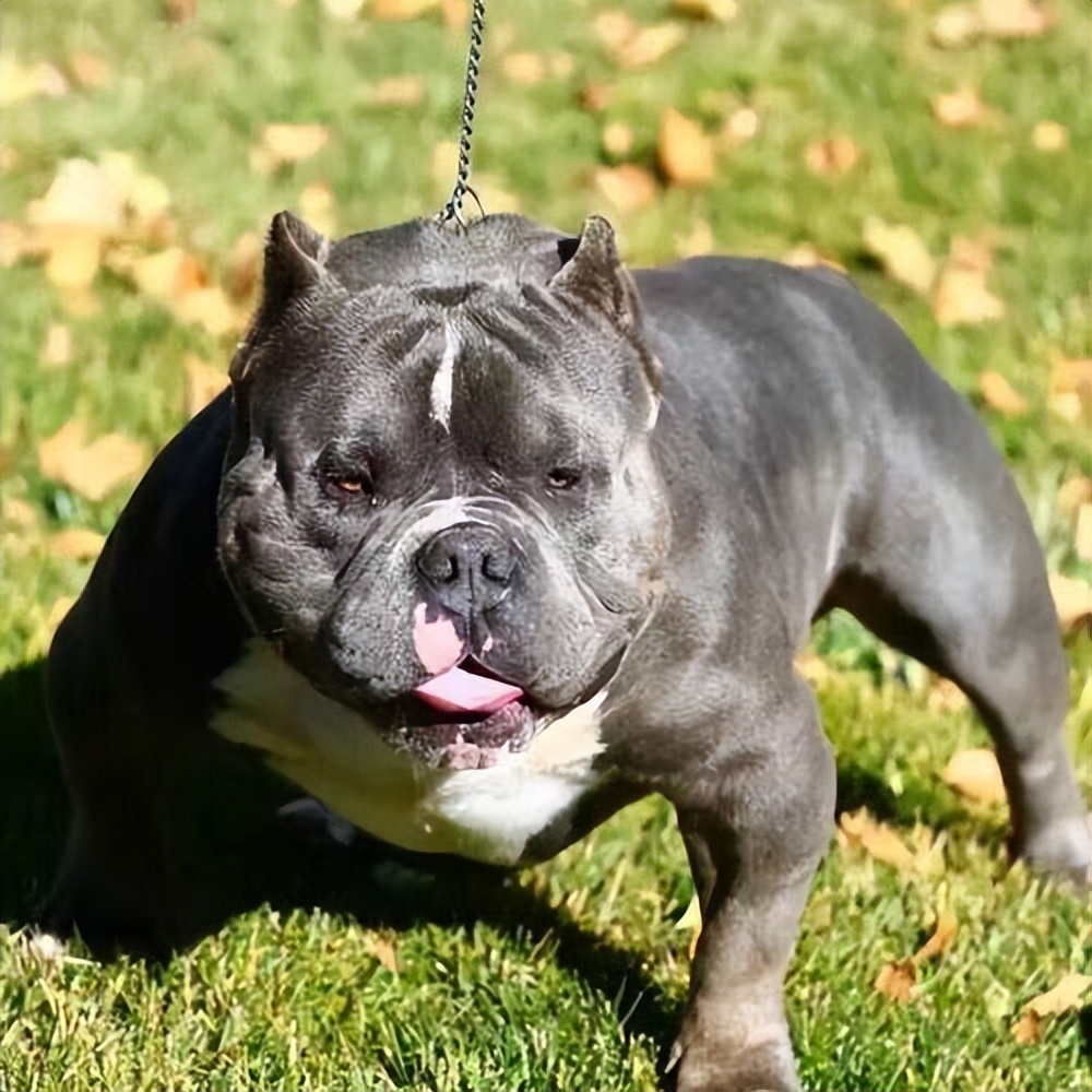 为什么养"国外恶霸犬"的人很少?原因有这些_训练_狗狗_战斗力