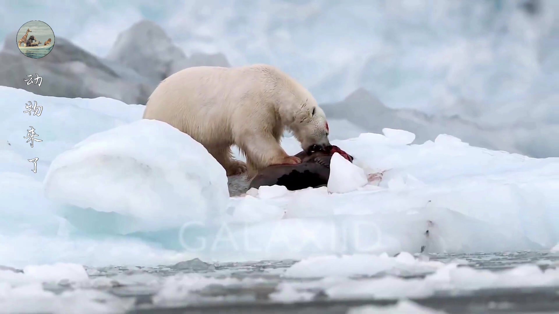 原创极地霸主北极熊猎杀海豹一口咬住海豹将其咬得皮肉分离