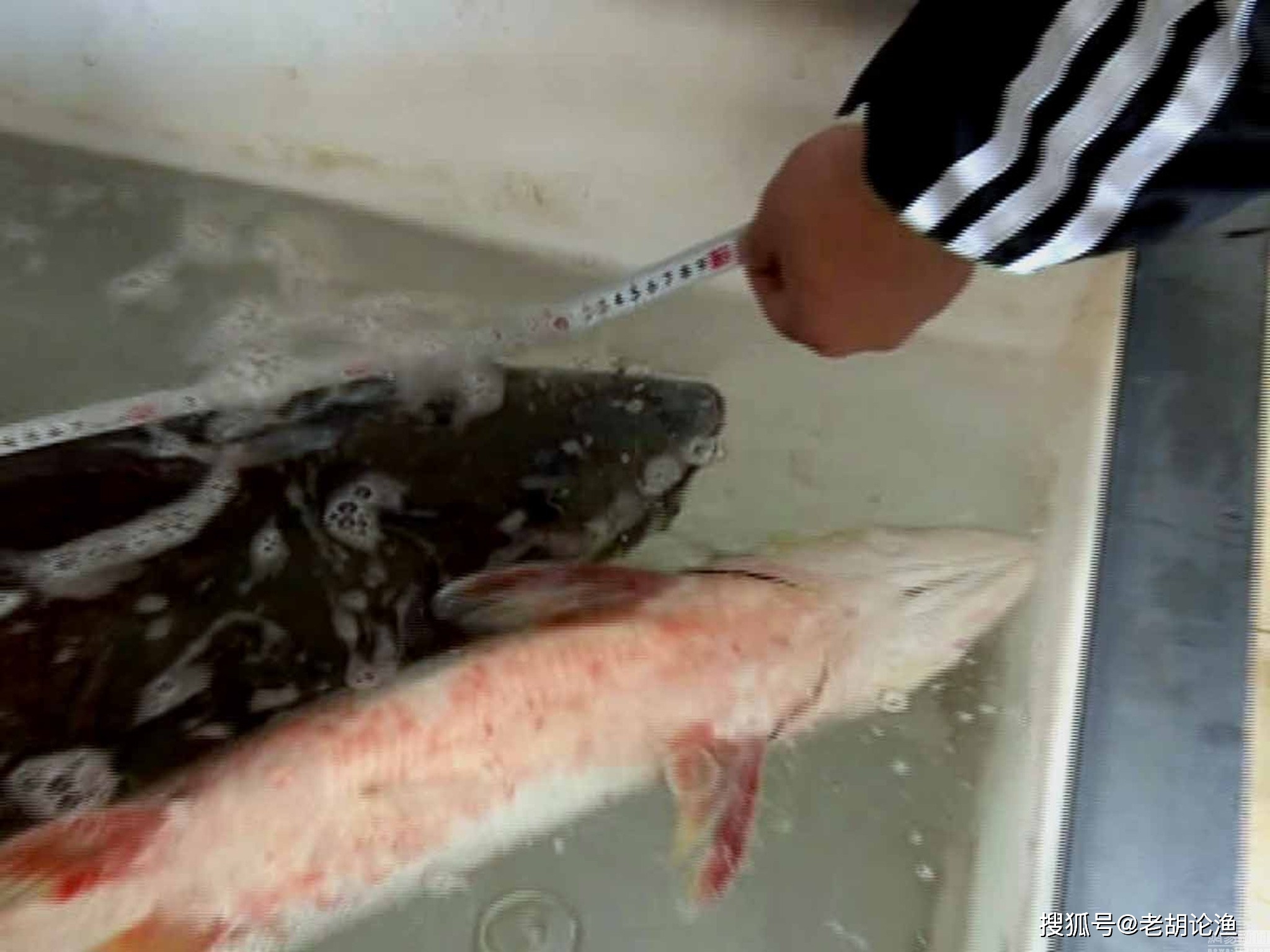 湖北一男子钓获巨型鳡鱼王全长17米重50多公斤堪称巨无霸