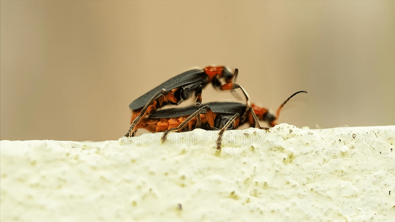 夏夜精灵可爱的小萤火虫