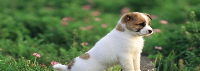 一年的狗狗相当于几岁 年龄没有严格算法 与狗狗体型和品种有关 寿命 青年时期 运动