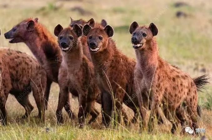 是谁说斑鬣狗只会掏肛食腐的?_群体_图片_猎物