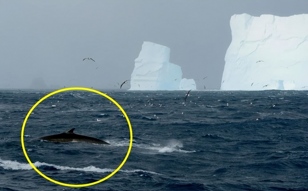 50年来在南极首次发现了,濒临灭绝危机的长须鲸而且数量还很多