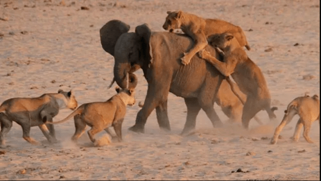 大象的自然天敌是什么？300多公斤的东北虎能捕食成年大象吗？