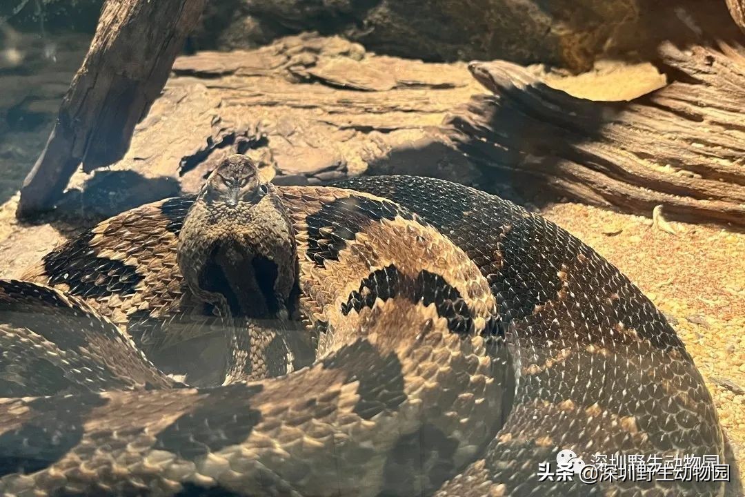 crotalus horridus叢林響尾蛇白化德州鼠蛇,俗稱白娘子,是遊蛇科錦蛇