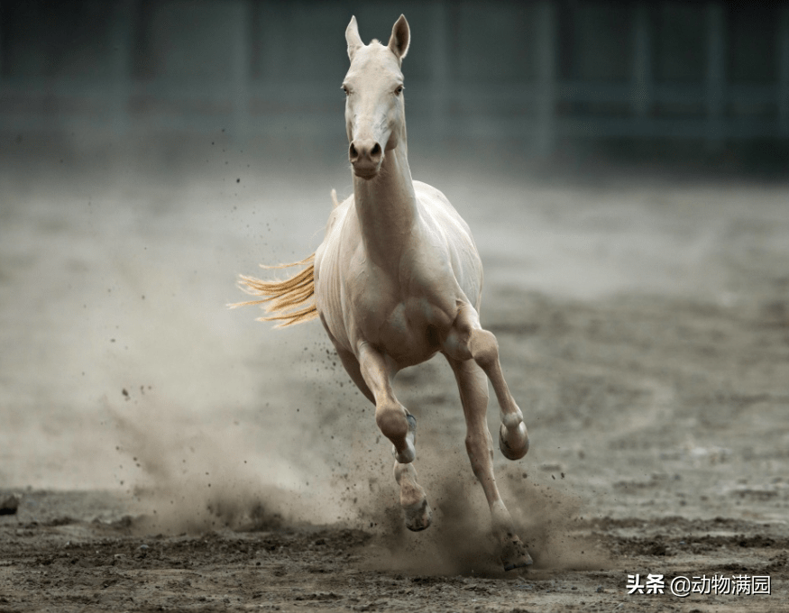 阿哈捷金马图片