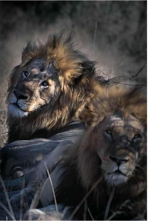 原创克鲁格最强雄狮联盟之一曼联雄狮mantimahle雄狮简介