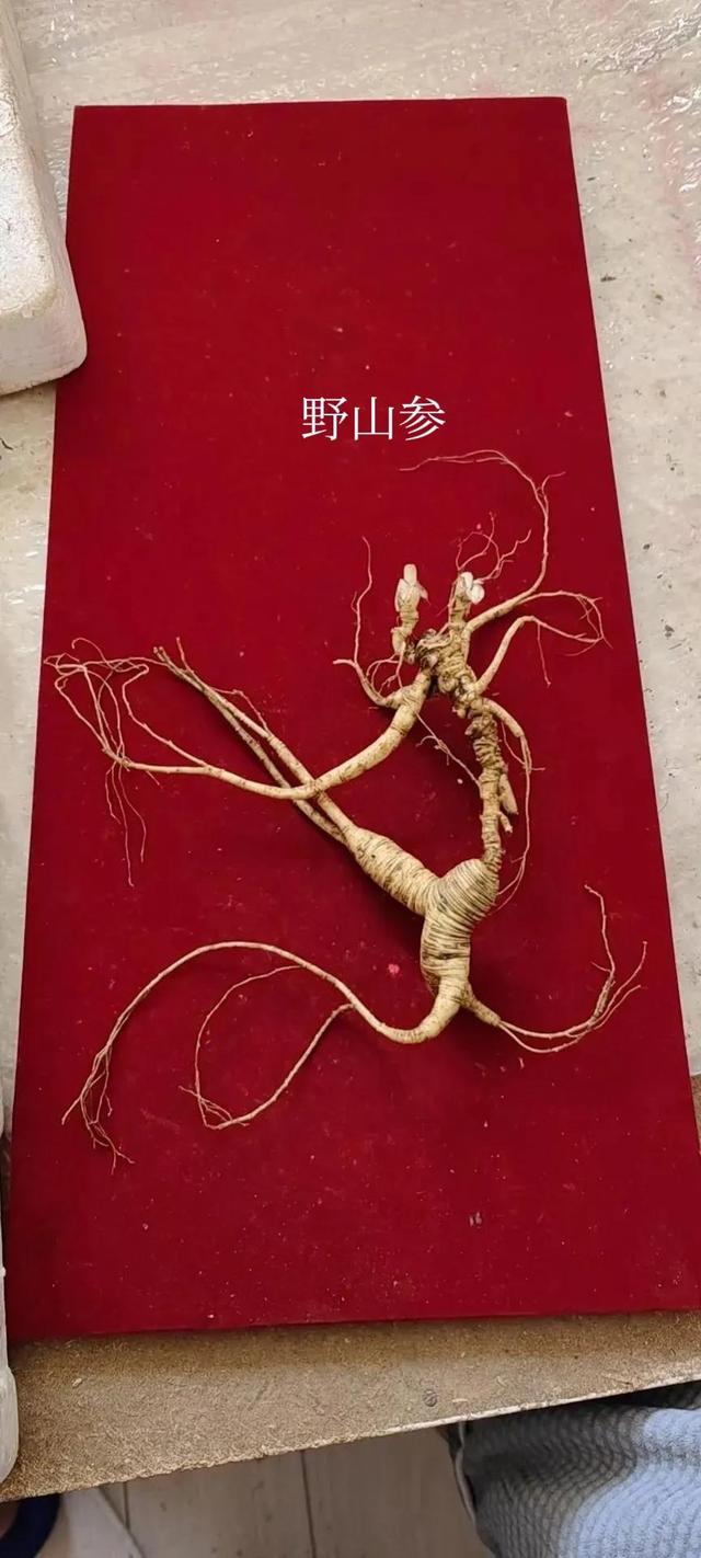 长白山野山参多少钱一支