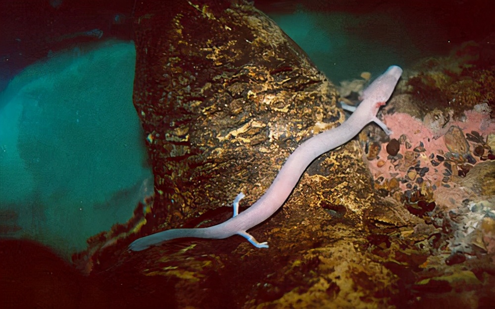 每7年才交配一次的洞螈为什么还能存活到现在没有灭绝