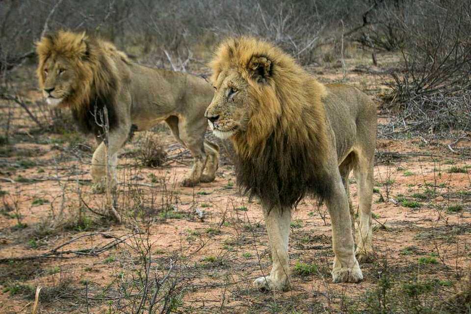 原创克鲁格最强雄狮联盟之一曼联雄狮mantimahle雄狮简介