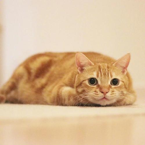 对于流浪猫来说 能有一个家 是它们最好的结局 男人 小猫 地方 对于流浪猫来说 能有一个家 是它们最好的结局 男人 小猫 地方