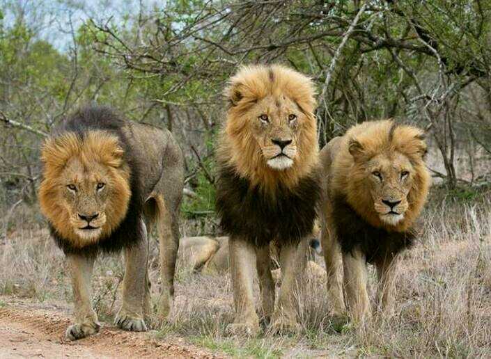 原创克鲁格最强雄狮联盟之一曼联雄狮mantimahle雄狮简介