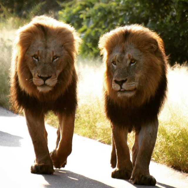 原创克鲁格最强雄狮联盟之一曼联雄狮mantimahle雄狮简介