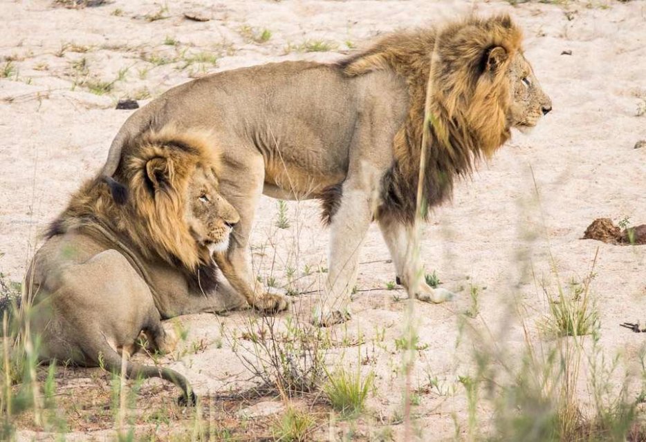 原创克鲁格最强雄狮联盟之一曼联雄狮mantimahle雄狮简介