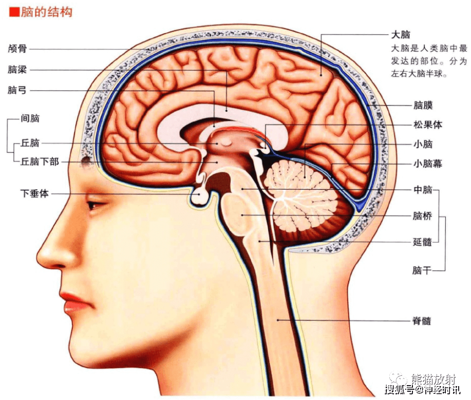 3d解剖丨头颈部,颅脑,满是干货速收藏