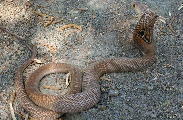 原创眼镜王蛇属于眼镜蛇属那眼镜蛇属都有谁盘点亚洲眼镜蛇科