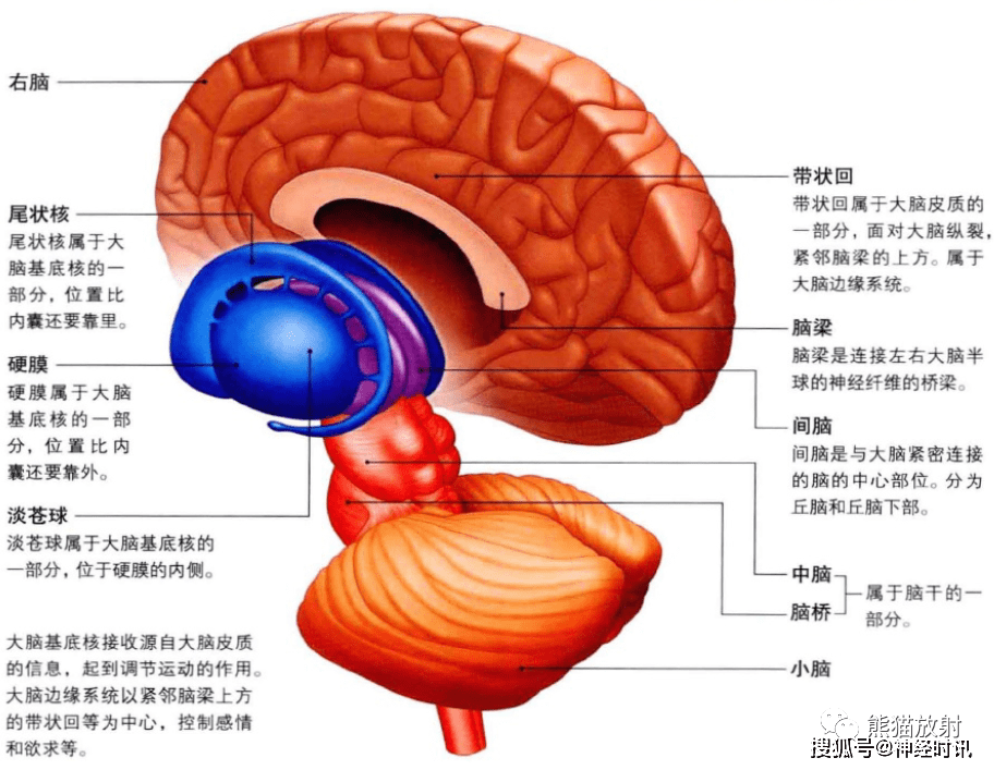 3d解剖