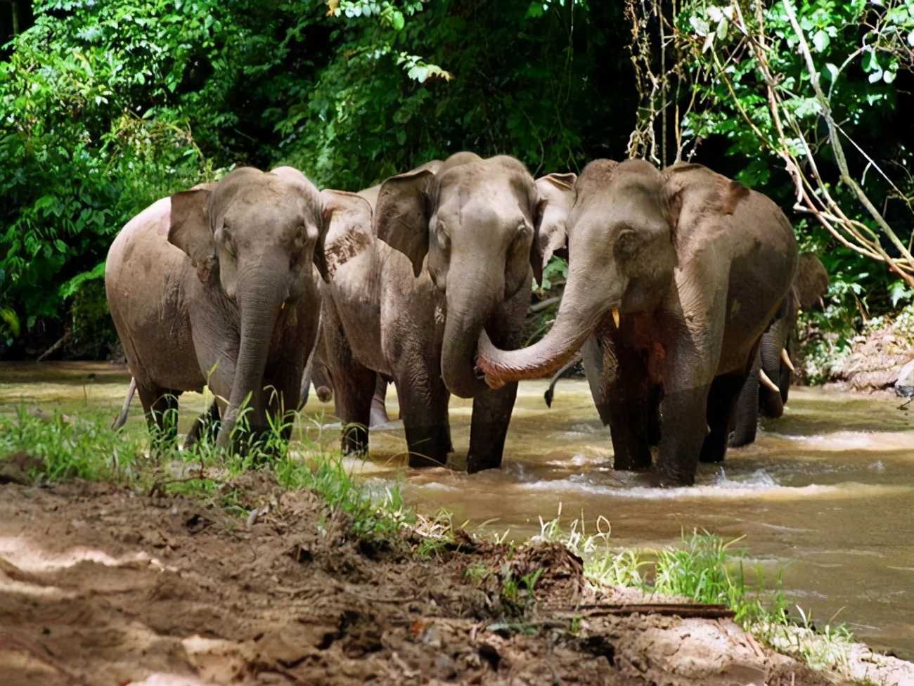 云南堵象人,我太难了_象群_大象_向北