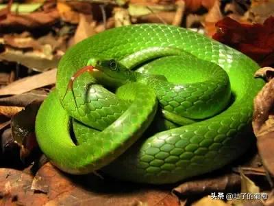 青蛇彪世界十大最美十条蛇之一
