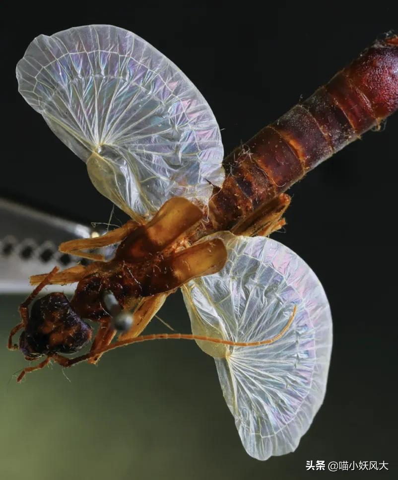 隐翅虫之所以被称做隐翅虫,并不是因为它没有翅膀,而是因为它能把比