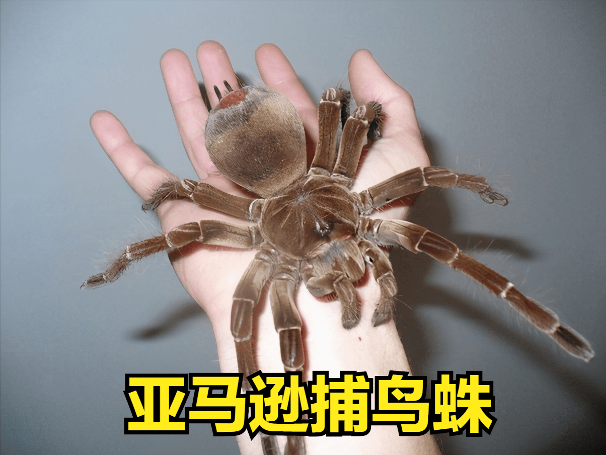 不思議生物大百科 毒グモ