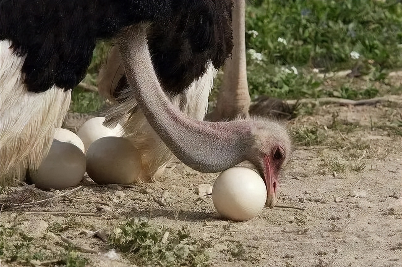 世界上最大的蛋,除了吃居然还能拿来做这个_蛋壳_鸵鸟_蛋类