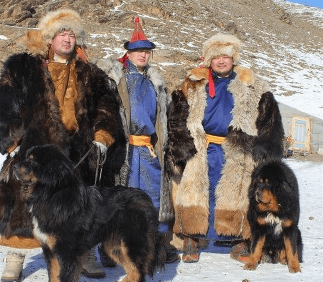 蒙古两名牧民深夜迷路,蒙古獒趴在主人身上,用身体为主人遮风挡雪_狼