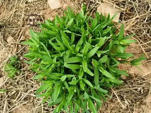 原创怎样把山马扎菜变成自家山里的宝以后就不用去外地山里采了