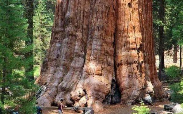 世界上最大的树，重达2800多吨，被种下时还处于商朝时期，至今3500多年