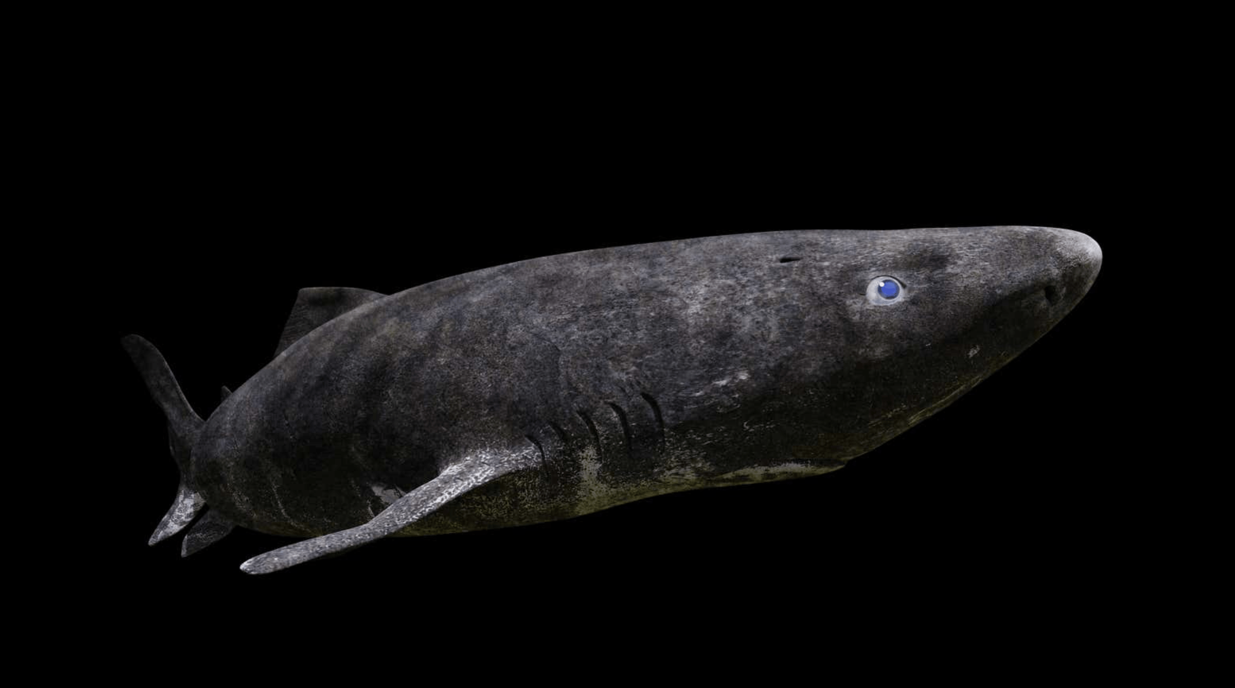 一只神秘的北极鲨鱼刚刚出现在加勒比海