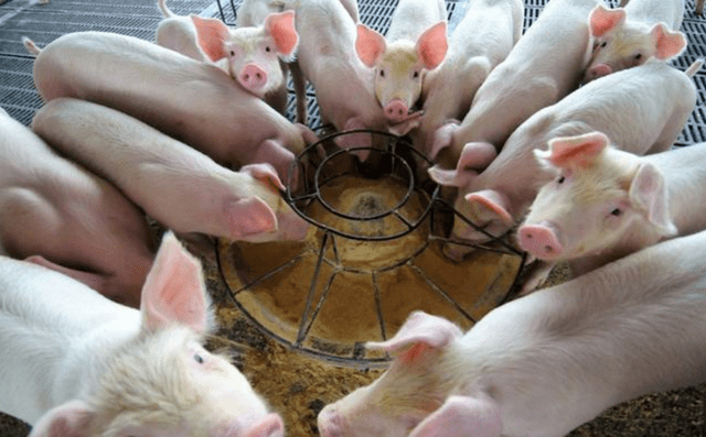 原创猪的正常体温是多少如何通过体温变化诊断猪病老兽医分享经验