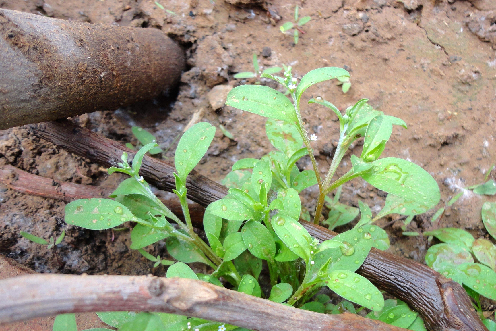 当野菜不够吃，晒干了也能卖50元1斤，这种植物值得你收藏吗？