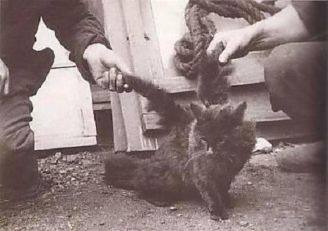 日本多次出现“翼猫”，背上长“翅膀”，专家判断可能是变异猫_搜狐网