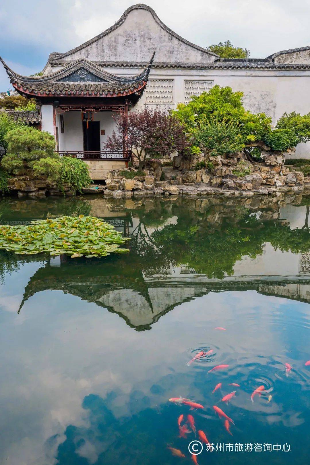 网师园的夏天只一眼就心动