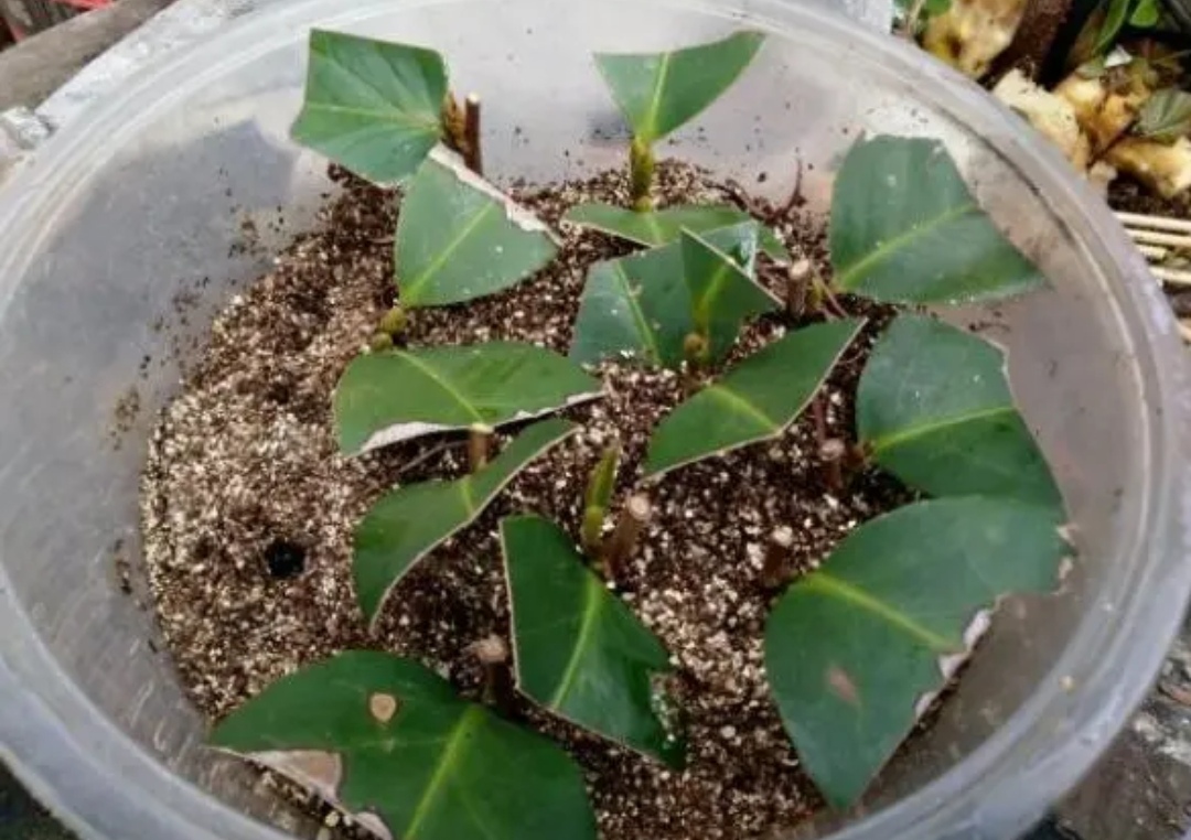 制作简单的"生根水",扦插花卉用一点,半个月长出大白根_白糖水_土壤