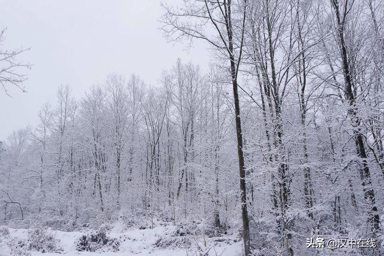 今冬初雪老龙池 银装素裹美如画