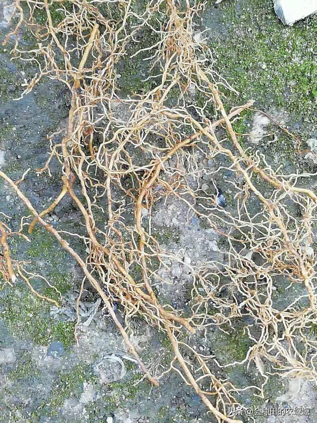 原创柑橘根结线虫冬季怎么防治好