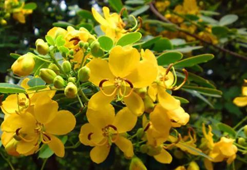 夏季的农村蛇越来越多,种什么植物能防蛇?