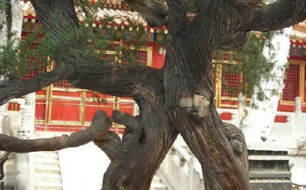 故宫中有一个神秘忌讳，情侣千万不要和这棵树拍照！