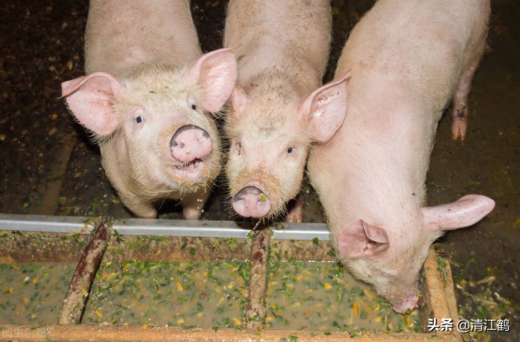 原创猪发热怕冷蜷缩挤睡眼鼻流粘液分泌物是什么原因一个妙招解决