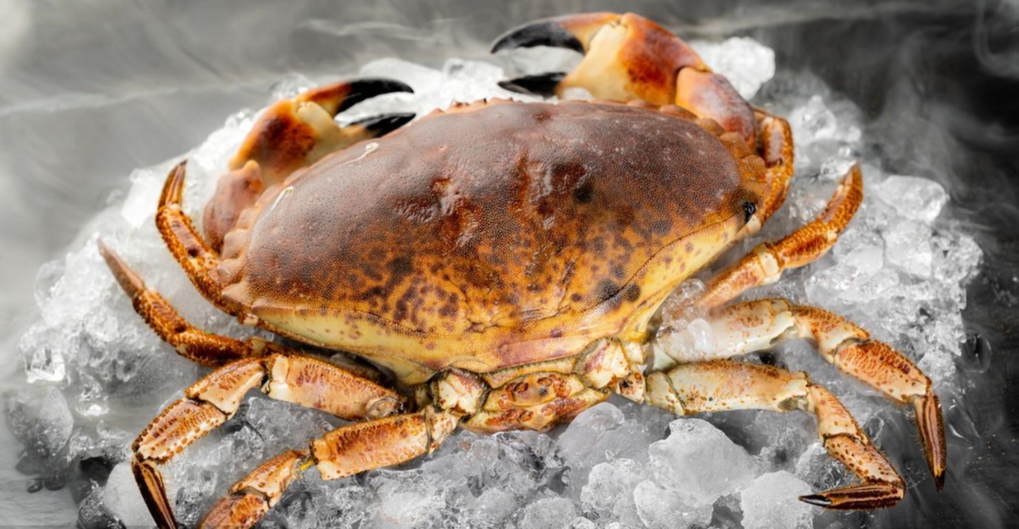 佛罗里达石蟹:只掰蟹钳没问题,吃一整只蟹却要坐牢?_钳子_捕捞_动物界