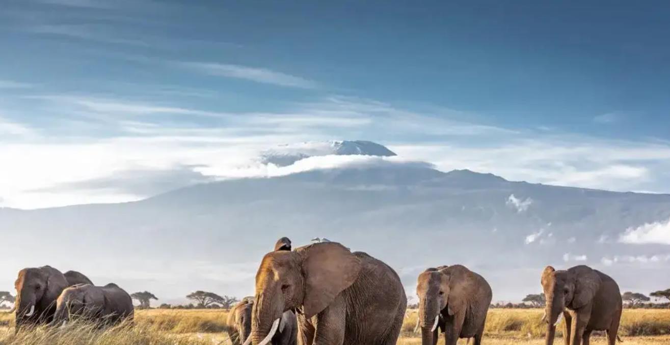 大象出走的背后,西双版纳保护区早已变成当地的摇钱树_象群_种群_北上