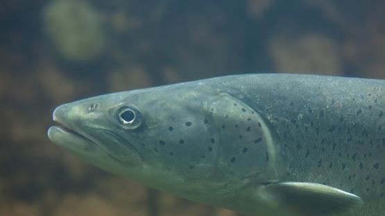 原来,"肇源江鱼"还真的不一般呢!_大鱼_嫩江_松花江