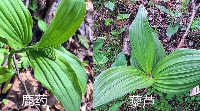最后提示一点,采摘山糜子菜时要"识货",因为在山里有一种植物和山糜子