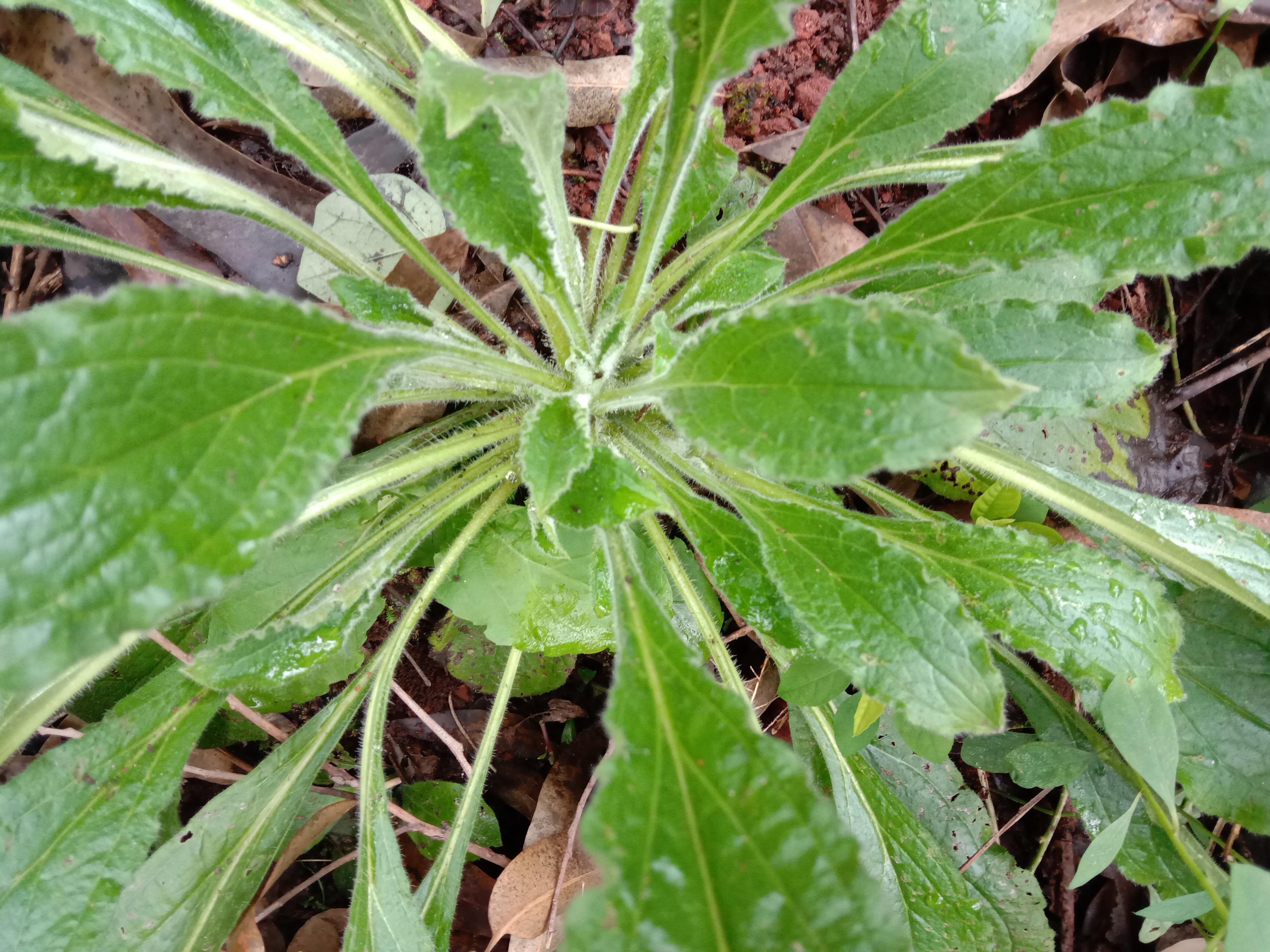 治疮毒的民间中草药图片